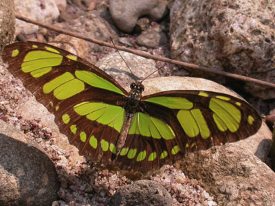Philaethria dido