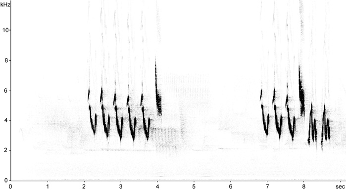 Sonogram of Pied Flycatcher song