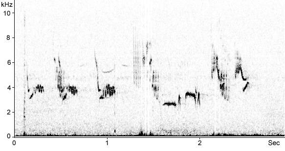 Sonogram of Pied Flycatcher song