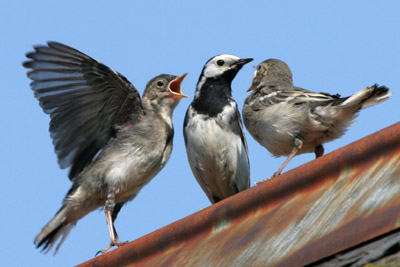 Pied Wagtail brood  2005  F. S. Simpson