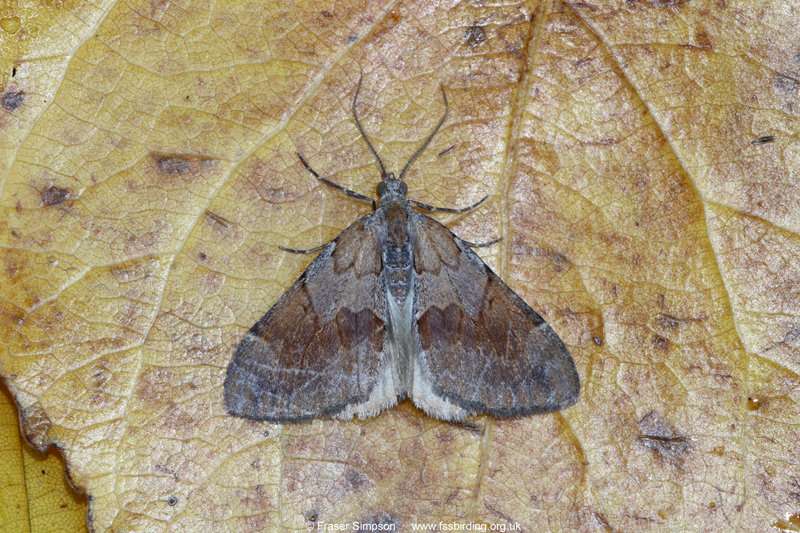 Pine Carpet (Pennithera firmata) © Fraser Simpson