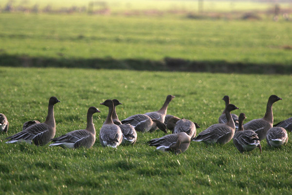 Pink-footed Geese �2005 Fraser Simpson