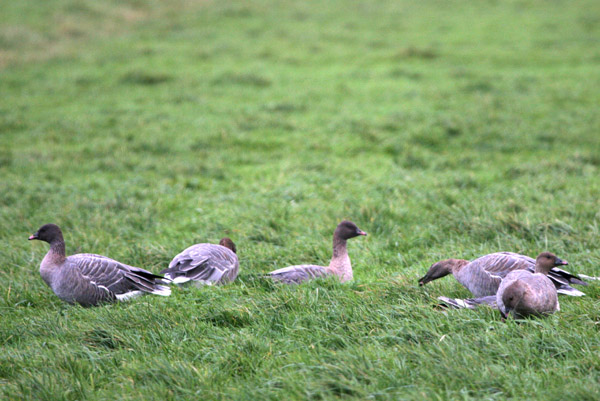 Pink-footed Geese �2005 Fraser Simpson