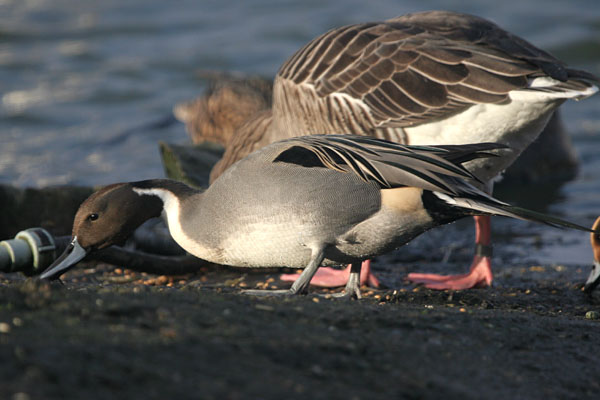 Pintail 2005 Fraser Simpson