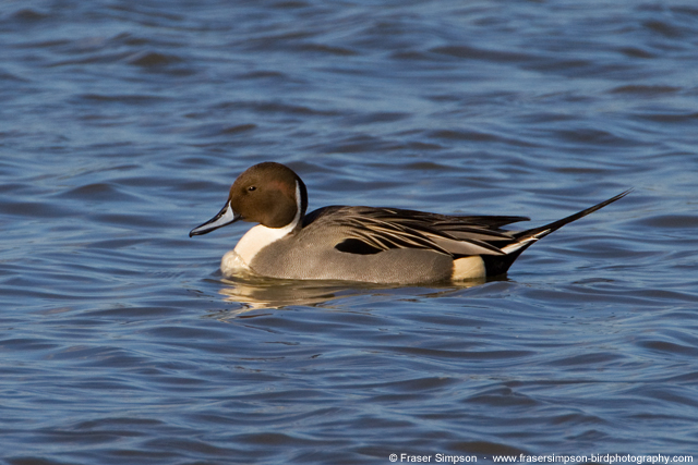 Northern Pintail, Stour Estuary © Fraser Simpson