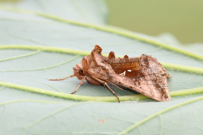 Plain Golden Y (Autographa jota) � Fraser Simpson