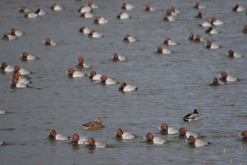 Pochard (m) � 2005  F. S. Simpson