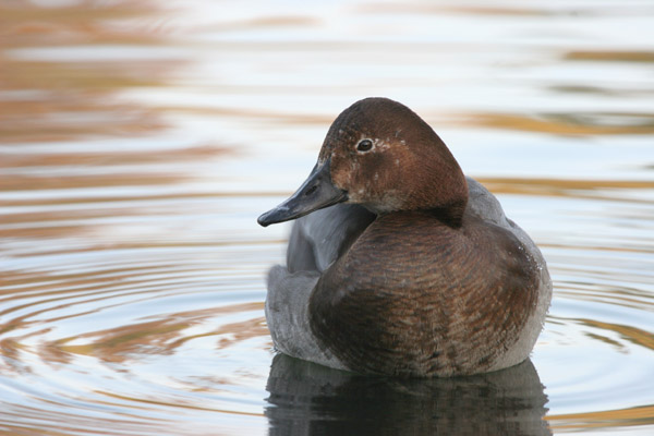Pochard 2005 Fraser Simpson