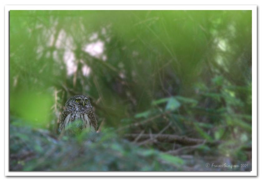 Eurasian Pygmy Owl, Glaucidium passerinum  � 2009 Fraser Simpson
