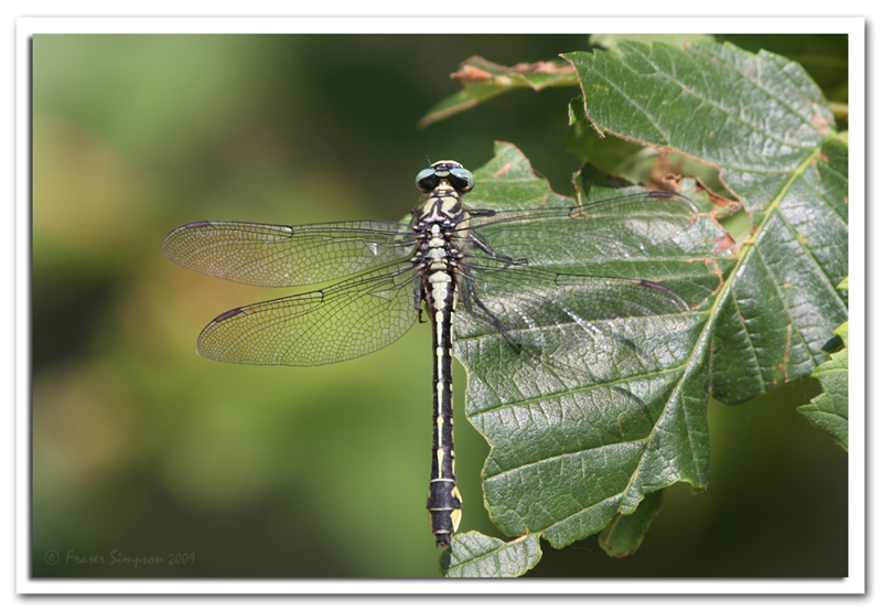 Club-tailed Dragonfly, Gomphus vulgatissimus � 2009 Fraser Simpson