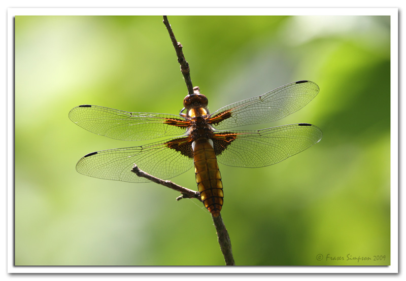 Broad-bodied Chaser, Libellula depressa � 2009 Fraser Simpson