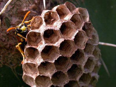 Polistes � 2007 Fraser Simpson