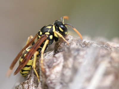 Polistes � 2007 Fraser Simpson