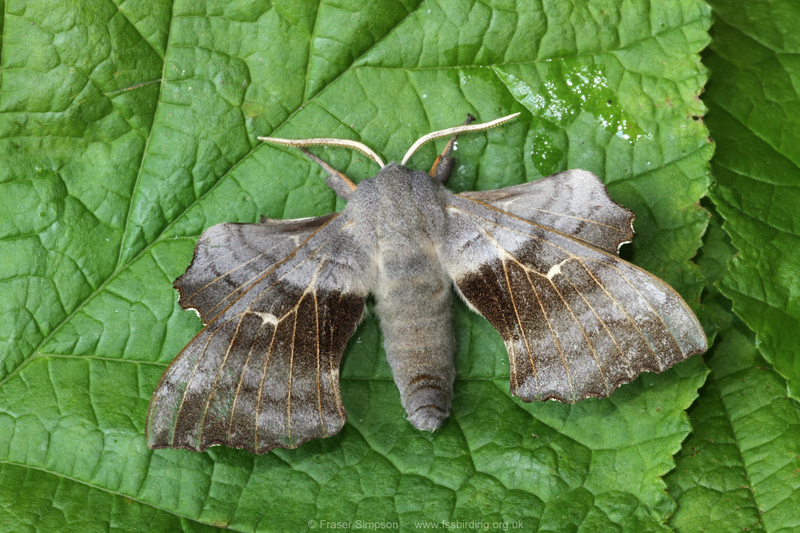 Poplar Hawk-moth (Laothoe populi) � Fraser Simpson