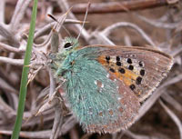 Provence Hairstreak