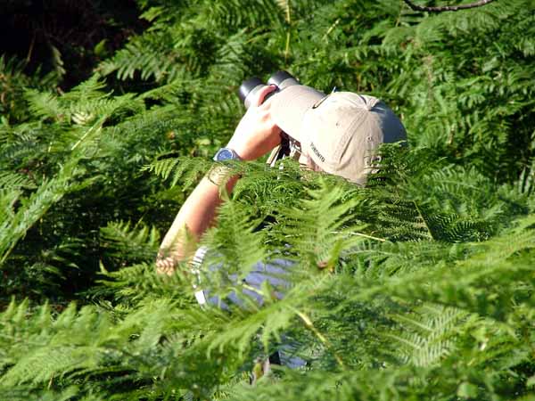 Purple Hairstreak Searching