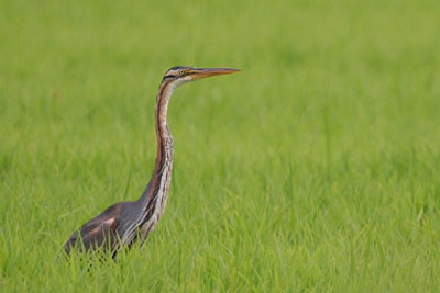 Purple Heron, Maliakos Kolpos Delta � 2005  F. S. Simpson