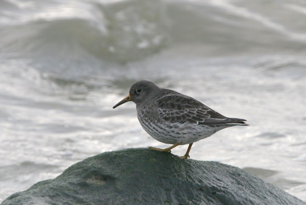 Purple Sandpiper �2005 Fraser Simpson