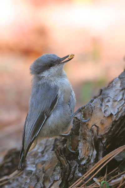 Pygmy Nuthatch �2006 Fraser Simpson