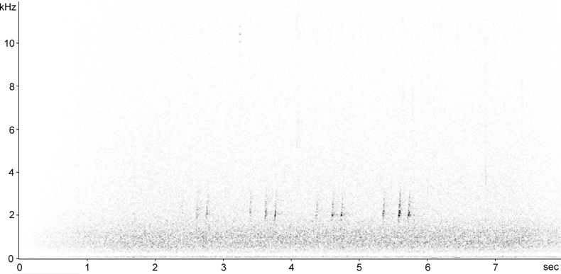 Sonogram of Common Quail song