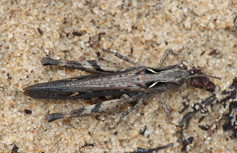 Raymond's Grasshopper (Omocestus raymondi) � Fraser Simpson