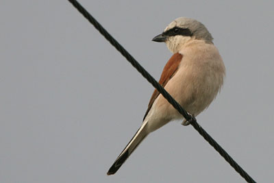 Red-backed Shrike (male), Epanomi � 2005  F. S. Simpson