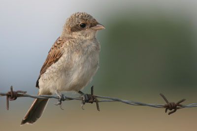 Red-backed Shrike (juv), Epanomi � 2005  F. S. Simpson