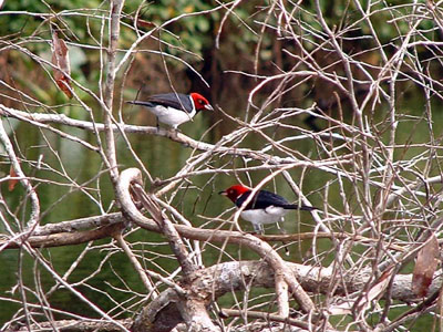 Red-capped Cardinal