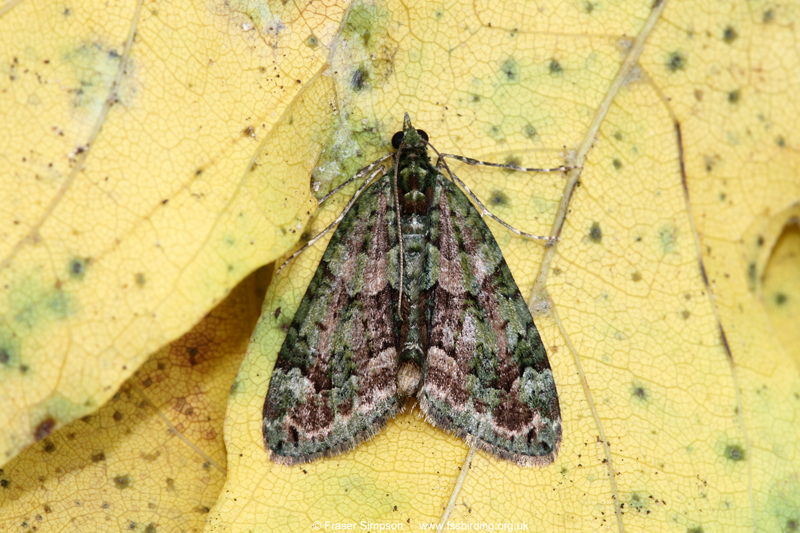 Red-green Carpet (Chloroclysta siterata) © Fraser Simpson