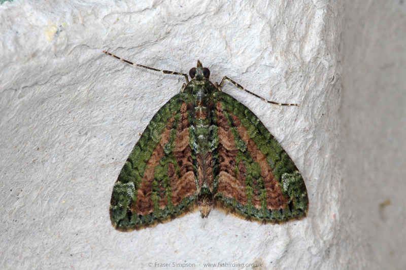 Red-green Carpet (Chloroclysta siterata) � Fraser Simpson
