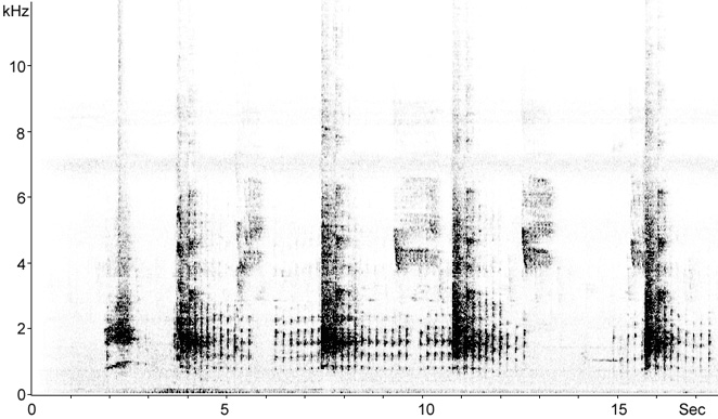 Sonogram of Red Junglefowl callls