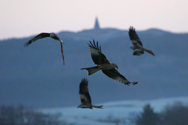 Red Kite �2005 Fraser Simpson