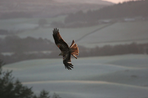 Red Kite �2005 Fraser Simpson