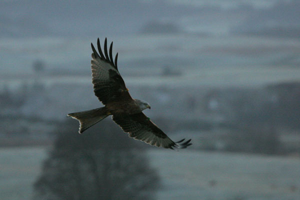 Red Kite �2005 Fraser Simpson