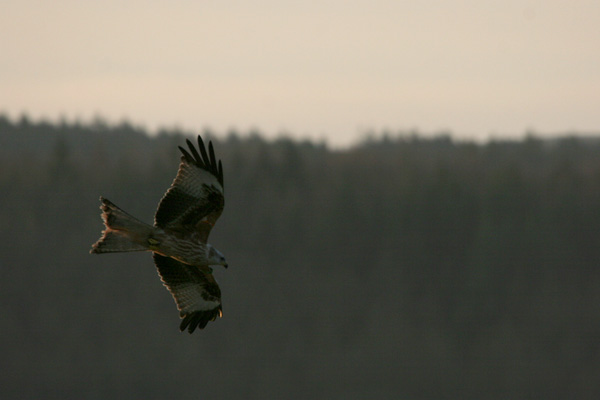 Red Kite �2005 Fraser Simpson