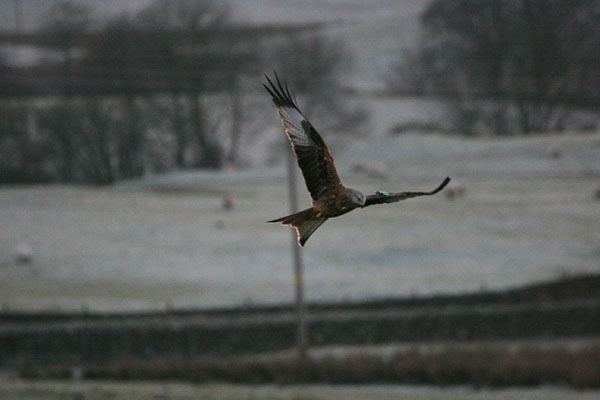 Red Kite �2005 Fraser Simpson