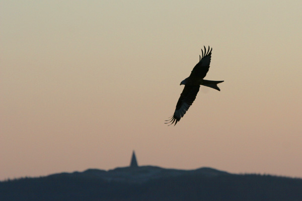 Red Kite �2005 Fraser Simpson