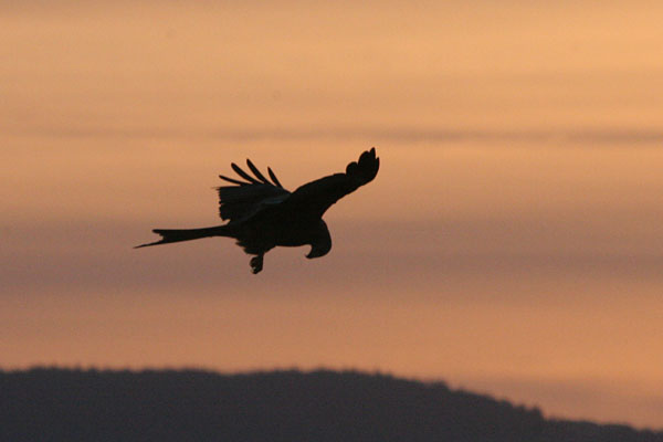 Red Kite �2005 Fraser Simpson