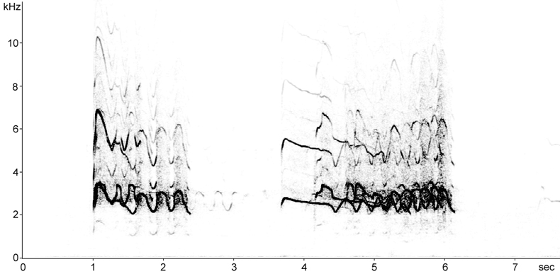 Sonogram of Red Kite calls