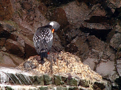 Red-legged Cormorant