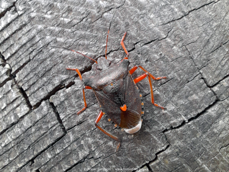 Red-legged Shieldbug (Pentatoma rufipes) � Fraser Simpson