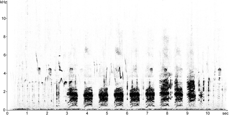 Sonogram of territorial/displaying Red-necked Grebes � 2010 Fraser Simpson