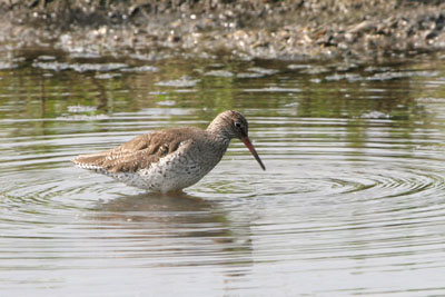 Redshank � 2005  F. S. Simpson