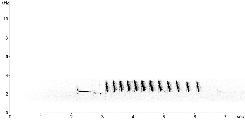 Sonogram of Redshank calls at night