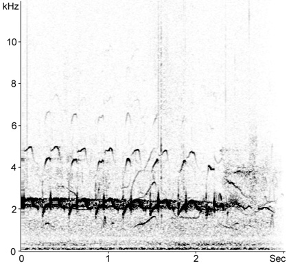 Sonogram of Redshank song