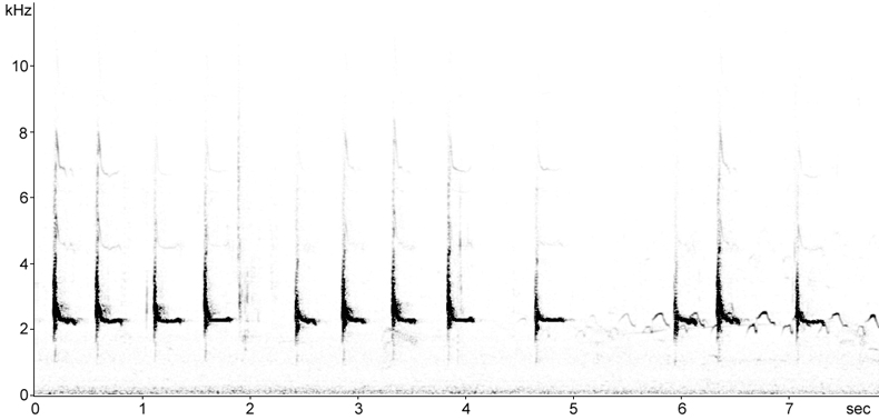 Sonogram of Redshank flight calls
