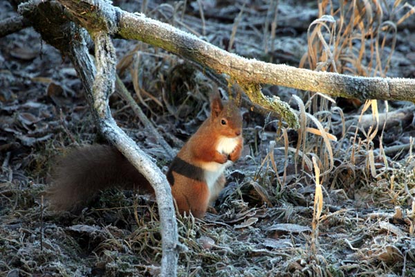 Red Squirrel �2005 Fraser Simpson
