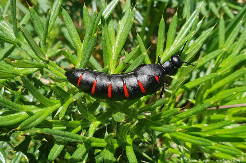 Red-striped Oil Beetle (Berberomeloe payoyo), Valle de Oj�n � Fraser Simpson