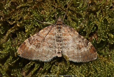Red Twin-spot Carpet (-Xanthorhoe spadicearia) � Fraser Simpson