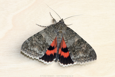 Red Underwing (Catocala nupta)  Fraser Simpson